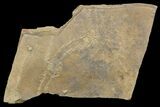 Cruziana (Fossil Trilobite Trackway) - Morocco #118356-1